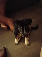 Josephine, a female German Shepherd Dog for sale in Ferndale, MI – 2 of 5