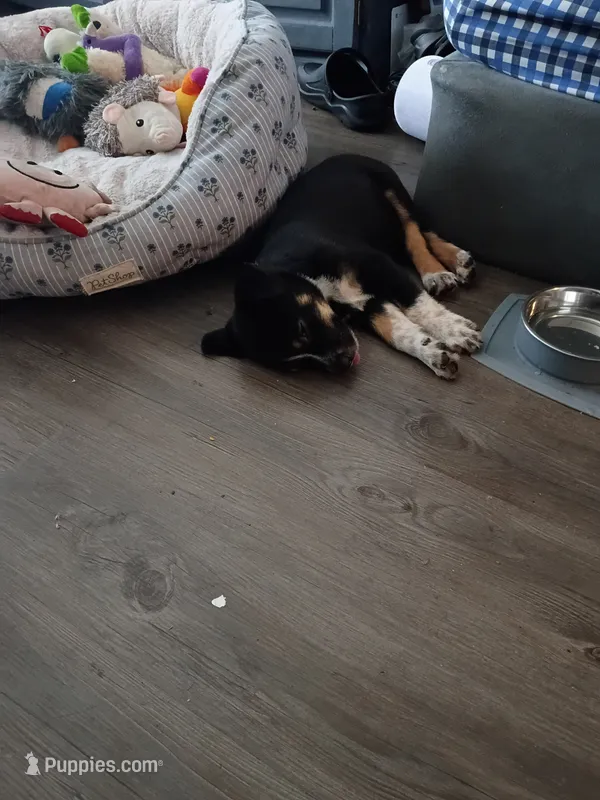 Stormi – German Shepherd Dog puppy for sale in Ferndale, MI