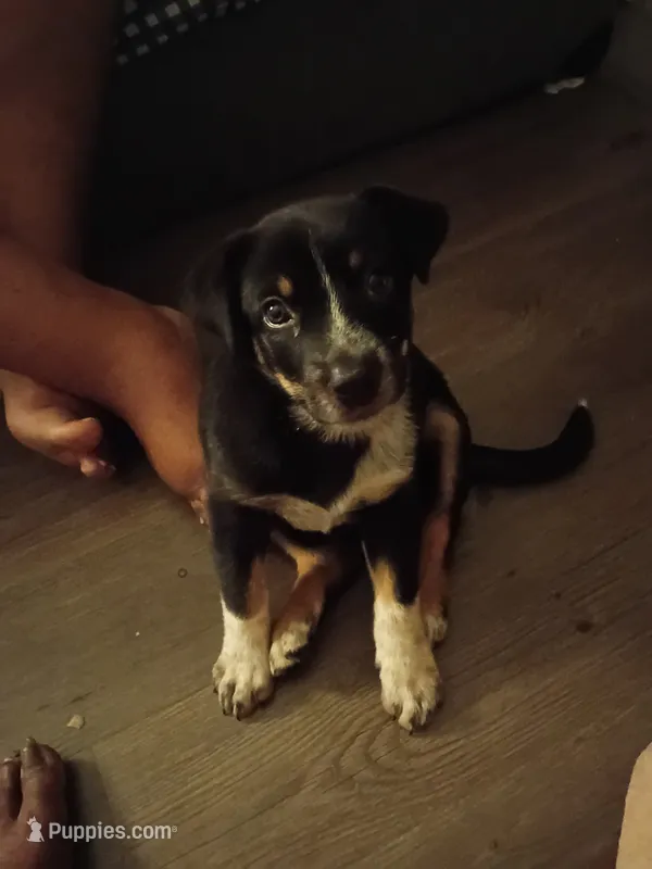 Josephine – German Shepherd Dog puppy for sale in Ferndale, MI