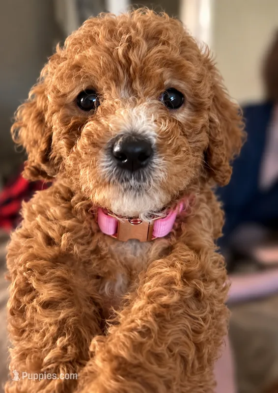Aspen – Goldendoodle puppy on hold in Apex, NC