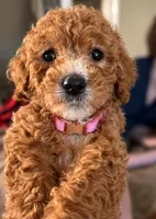 Aspen, a female Goldendoodle for sale in Apex, NC – 1 of 3