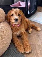 Aspen, a female Goldendoodle for sale in Apex, NC – 3 of 3