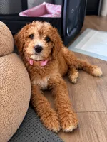 Aspen, a female Goldendoodle for sale in Apex, NC – 2 of 3