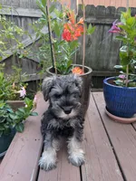 ATOS, a male Miniature Schnauzer for sale in Palatine, IL – 4 of 4