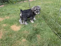ATOS, a male Miniature Schnauzer for sale in Palatine, IL – 2 of 4