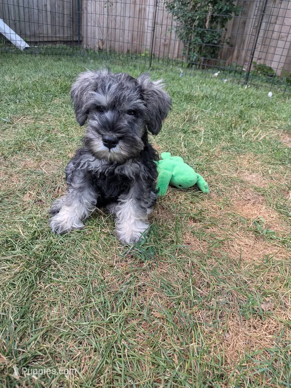ATOS – Miniature Schnauzer puppy for sale in Palatine, IL