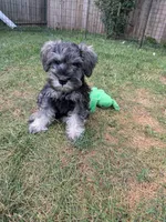 ATOS, a male Miniature Schnauzer for sale in Palatine, IL – 1 of 4