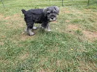 ATOS, a male Miniature Schnauzer for sale in Palatine, IL – 3 of 4