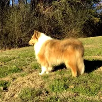 Valiant of HCC, a male Collie for sale in Dunlap, TN – Photo 1 of 5