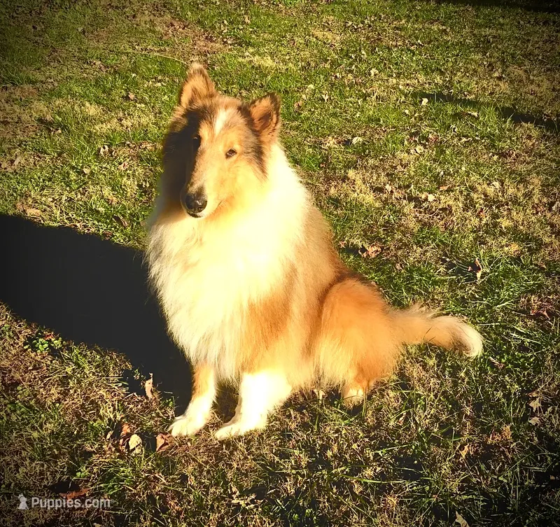 Valiant of HCC – Collie puppy for sale in Dunlap, TN