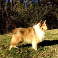 Valiant of HCC, a male Collie for sale in Dunlap, TN – Photo 3 of 5
