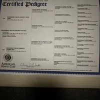 Valiant of HCC, a male Collie for sale in Dunlap, TN – Photo 5 of 5