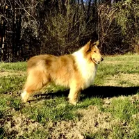 Valiant of HCC, a male Collie for sale in Dunlap, TN – Photo 2 of 5