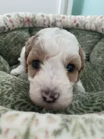 Pumpkin , a female Poodle - Miniature  for sale in Port Saint Lucie, FL – 6 of 9