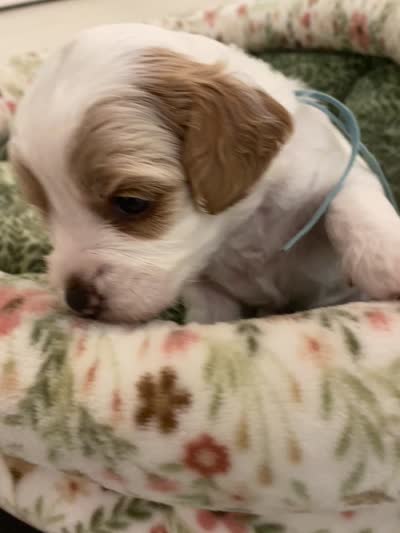 Boo, a male Poodle - Miniature  and Cavachon for sale in Port Saint Lucie, FL – 4 of 6