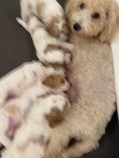 Boo, a male Poodle - Miniature  and Cavachon for sale in Port Saint Lucie, FL – 5 of 6