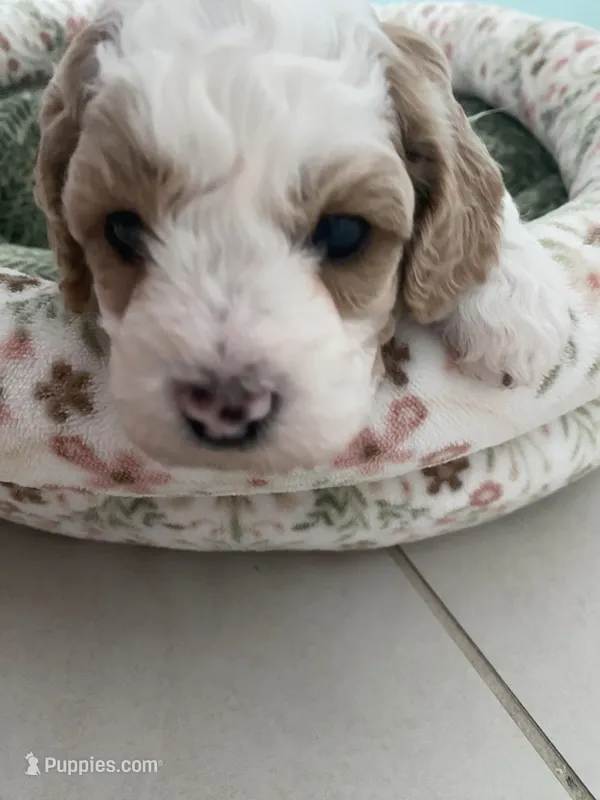 Pumpkin  – Poodle - Miniature  puppy for sale in Port Saint Lucie, FL