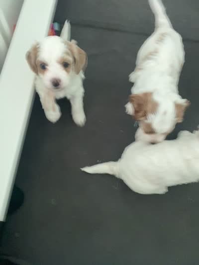 Pumpkin , a female Poodle - Miniature  for sale in Port Saint Lucie, FL – 9 of 9