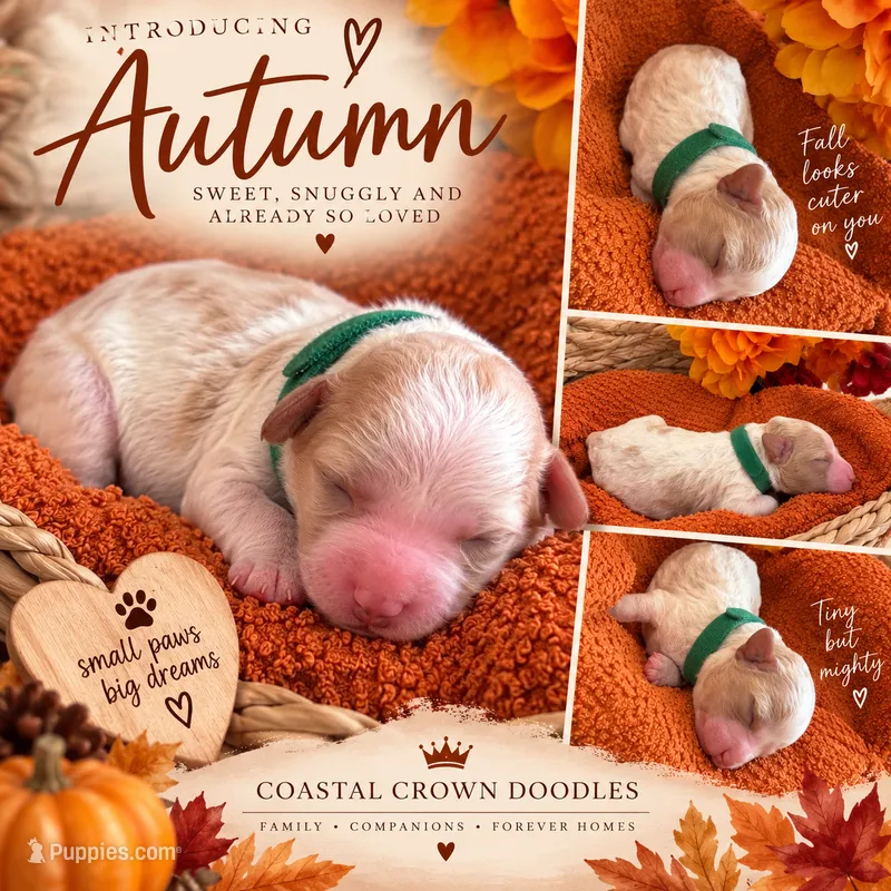 Autumn  – Bichon Frise, Poodle - Miniature  puppy for sale in Port Saint Lucie, FL