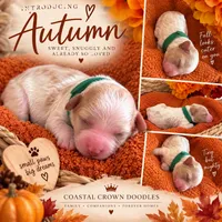 Autumn , a female Bichon Frise and Poodle - Miniature  for sale in Port Saint Lucie, FL – 1 of 8