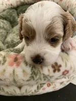 Boo, a male Poodle - Miniature  and Cavachon for sale in Port Saint Lucie, FL – 2 of 6