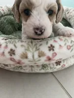 Pumpkin , a female Poodle - Miniature  for sale in Port Saint Lucie, FL – 4 of 9