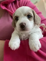 Maple , a female Poodle - Miniature  and Cavachon for sale in Port Saint Lucie, FL – 1 of 9