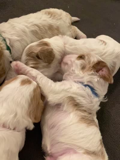 Boo, a male Poodle - Miniature  and Cavachon for sale in Port Saint Lucie, FL – 6 of 6
