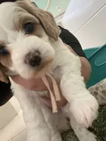 Maple , a female Poodle - Miniature  and Cavachon for sale in Port Saint Lucie, FL – 4 of 9