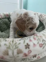 Pumpkin , a female Poodle - Miniature  for sale in Port Saint Lucie, FL – 5 of 9
