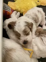 Boo, a male Poodle - Miniature  and Cavachon for sale in Port Saint Lucie, FL – 1 of 6