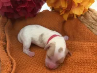 Dolly , a female Poodle - Miniature  and Cavachon for sale in Port Saint Lucie, FL – 4 of 10