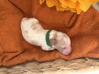 Autumn , a female Bichon Frise and Poodle - Miniature  for sale in Port Saint Lucie, FL – 4 of 8