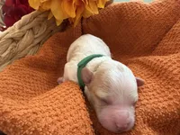 Autumn , a female Bichon Frise and Poodle - Miniature  for sale in Port Saint Lucie, FL – 5 of 8
