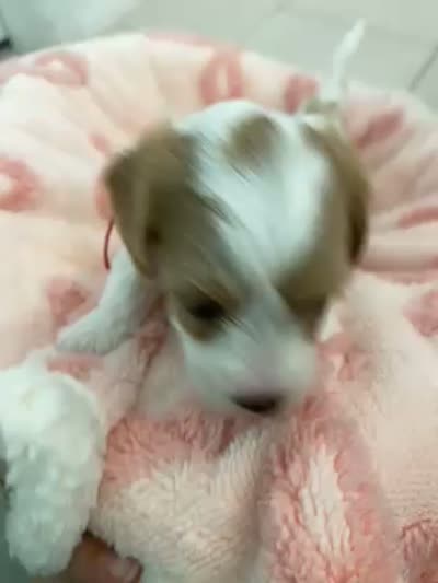 Dolly , a female Poodle - Miniature  and Cavachon for sale in Port Saint Lucie, FL – 8 of 10
