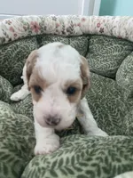 Pumpkin , a female Poodle - Miniature  for sale in Port Saint Lucie, FL – 8 of 9