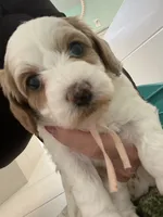 Maple , a female Poodle - Miniature  and Cavachon for sale in Port Saint Lucie, FL – 2 of 9