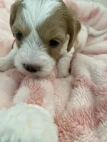 Dolly , a female Poodle - Miniature  and Cavachon for sale in Port Saint Lucie, FL – 2 of 10