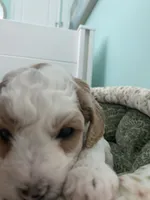 Pumpkin , a female Poodle - Miniature  for sale in Port Saint Lucie, FL – 3 of 9