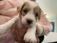 Dolly , a female Poodle - Miniature  and Cavachon for sale in Port Saint Lucie, FL – 10 of 10