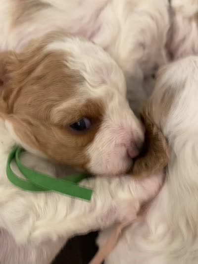 Autumn , a female Bichon Frise and Poodle - Miniature  for sale in Port Saint Lucie, FL – 7 of 8