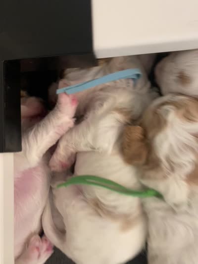 Maple , a female Poodle - Miniature  and Cavachon for sale in Port Saint Lucie, FL – 8 of 9