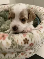 Boo, a male Poodle - Miniature  and Cavachon for sale in Port Saint Lucie, FL – 3 of 6