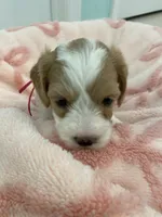 Dolly , a female Poodle - Miniature  and Cavachon for sale in Port Saint Lucie, FL – 3 of 10