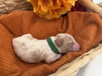 Autumn , a female Bichon Frise and Poodle - Miniature  for sale in Port Saint Lucie, FL – 3 of 8