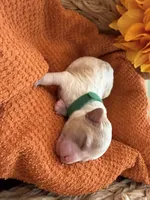 Autumn , a female Bichon Frise and Poodle - Miniature  for sale in Port Saint Lucie, FL – 2 of 8
