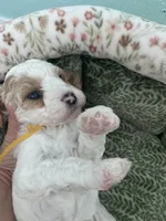 Pumpkin , a female Poodle - Miniature  for sale in Port Saint Lucie, FL – 2 of 9