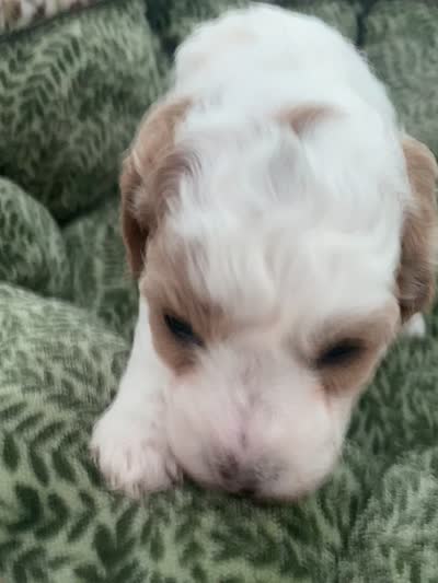 Pumpkin , a female Poodle - Miniature  for sale in Port Saint Lucie, FL – 7 of 9
