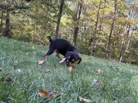 Chop, a male French Bulldog and Miniature Pinscher for sale in Northford, CT – 2 of 3