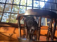 Hemi , a male French Bulldog and Miniature Pinscher for sale in Northford, CT – 2 of 2